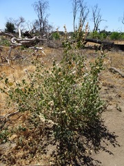 Malacothamnus fremontii