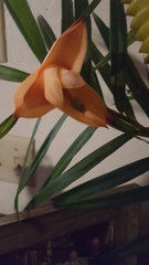 Freycinetia cumingiana