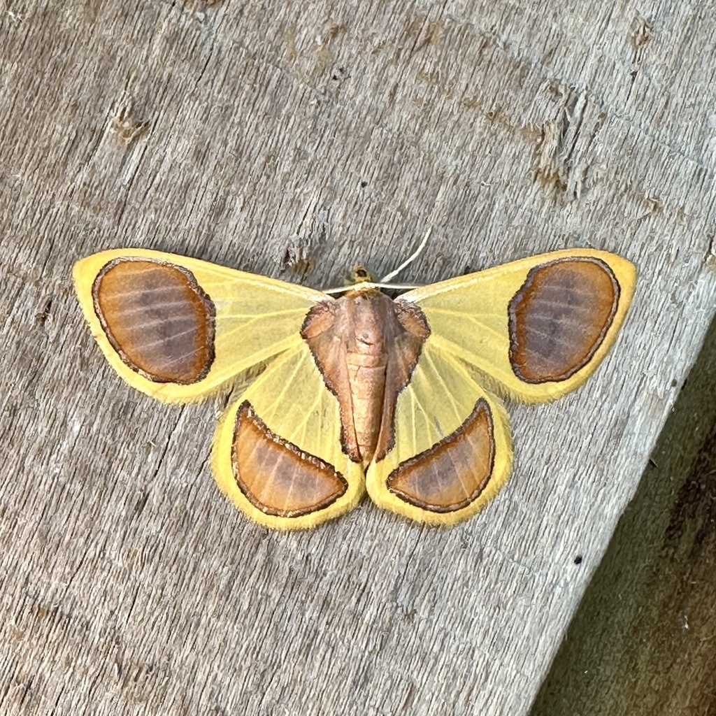 Plutodes separata