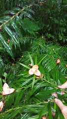 Freycinetia cumingiana