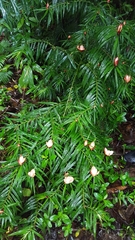 Freycinetia cumingiana