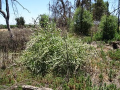 Malacothamnus fremontii