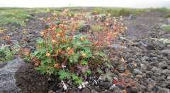 Potentilla vulcanicola