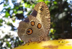 Dasyophthalma creusa