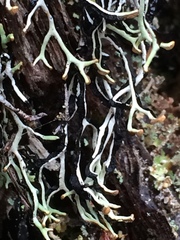 Hypogymnia duplicata