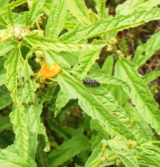 Acmaeodera haemorrhoa