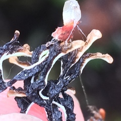 Hypogymnia duplicata