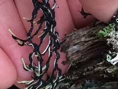 Hypogymnia duplicata