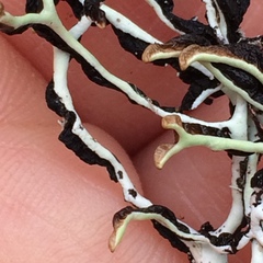 Hypogymnia duplicata