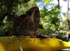 Dasyophthalma creusa