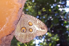 Dasyophthalma creusa