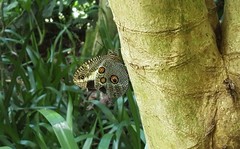 Dasyophthalma creusa