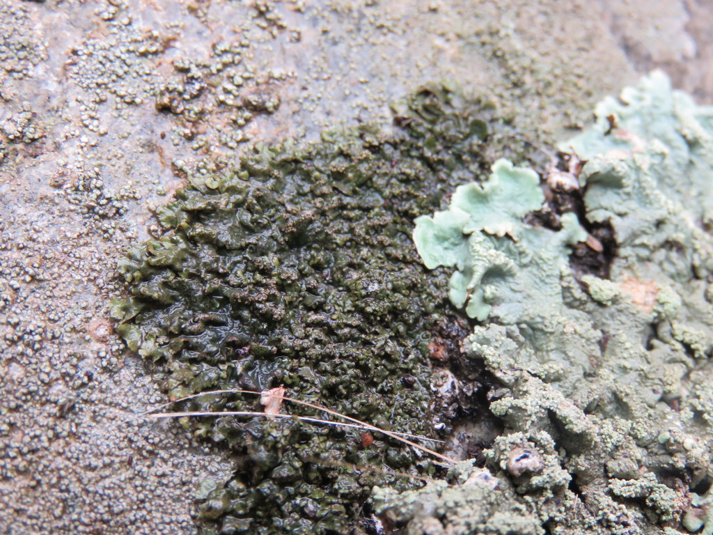 Erupted Camouflage Lichen