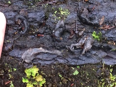 Aegolius acadicus brooksi