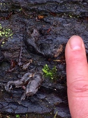 Aegolius acadicus brooksi