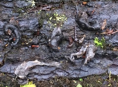 Aegolius acadicus brooksi