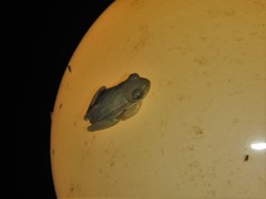 Hyperolius viridiflavus