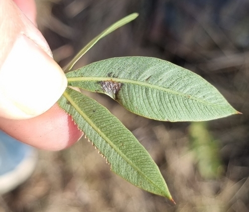 Searsia pondoensis image