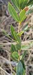 Searsia pondoensis image