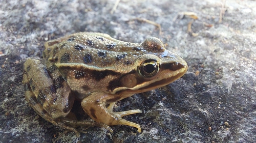 Komplex Kleiner Wasserfrosch