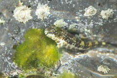 Pearl Blenny photo 3