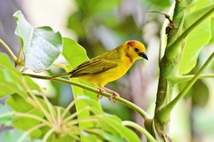 Ploceus castaneiceps