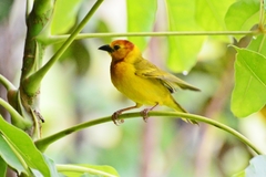 Ploceus castaneiceps