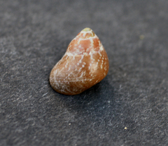 Cantharidus dilatatus