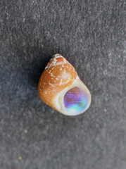 Cantharidus dilatatus