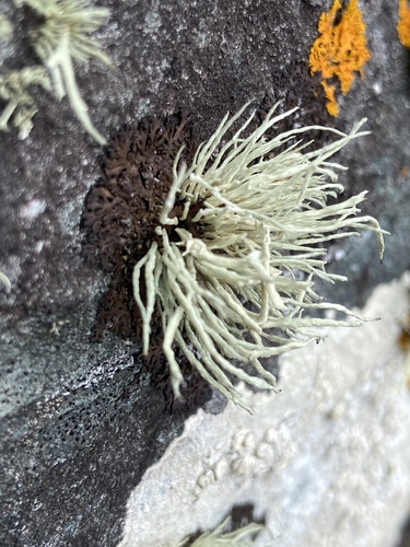 Ramalina cuspidata