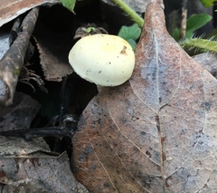 Meottomyces