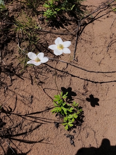 Anemone ochotensis (Anemone ochotensis)