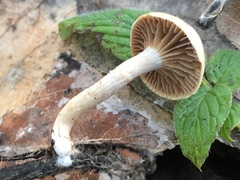Meottomyces