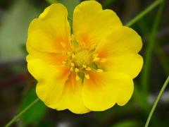 Potentilla stolonifera