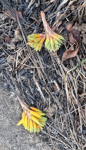 Aloe chortolirioides var. woolliana image