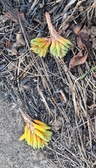 Aloe chortolirioides image