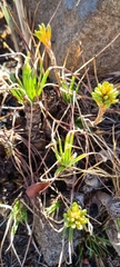 Aloe chortolirioides image