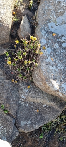 Aloe chortolirioides image