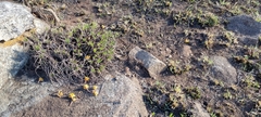 Aloe chortolirioides var. woolliana image