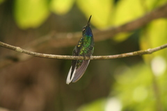 Campylopterus ensipennis