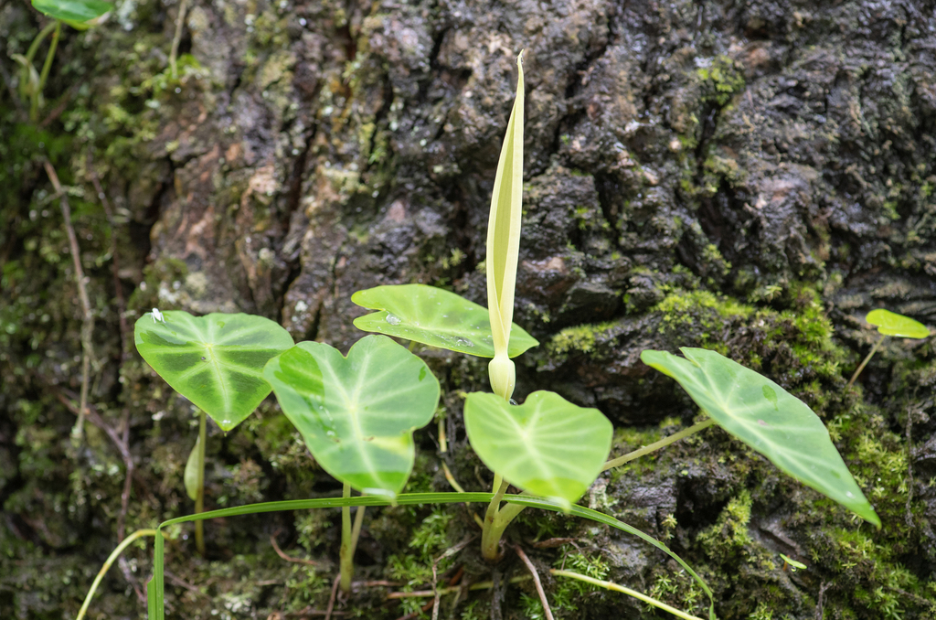 Remusatia pumila; photograph (c) Morten Ross, some rights reserved (CC BY)