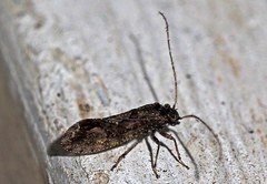 Myopsocus