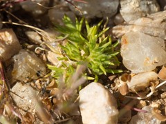 Loeflingia squarrosa