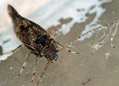 Myopsocus