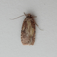 Agonopterix clemensella