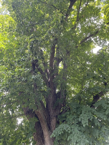 lieska turecká (Corylus colurna)