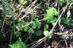 Alchemilla procumbens