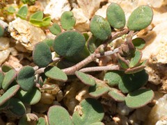 Acmispon maritimus brevivexillus