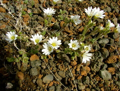 Cerastium alpinum