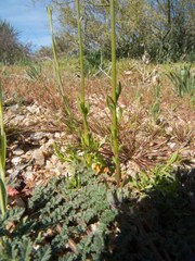 Nuttallanthus texanus
